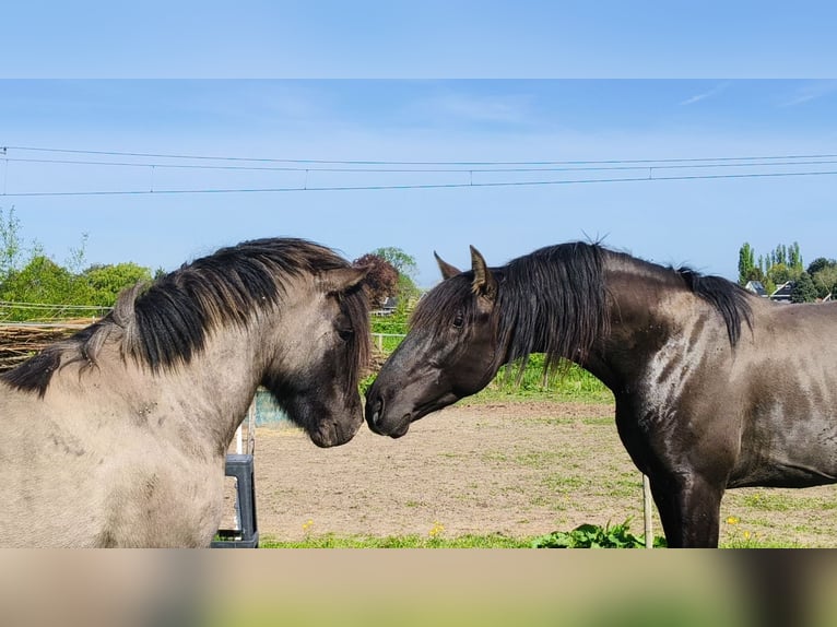 PRE Hengst 4 Jahre 163 cm Rappe in Enkhuizen