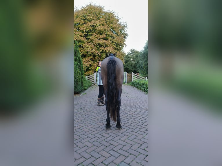 PRE Hengst 4 Jahre 163 cm Rappe in Enkhuizen