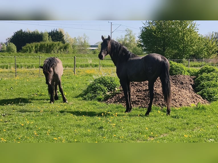 PRE Hengst 4 Jahre 163 cm Rappe in Enkhuizen