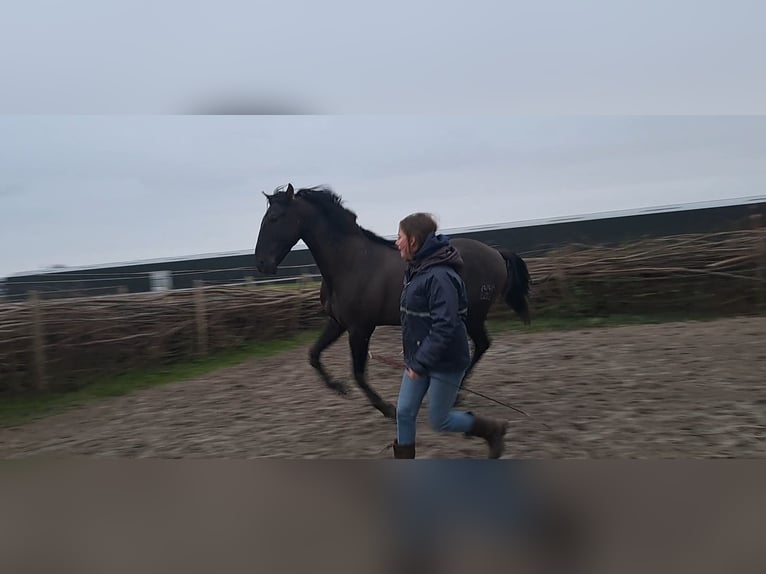 PRE Hengst 4 Jahre 163 cm Rappe in Enkhuizen