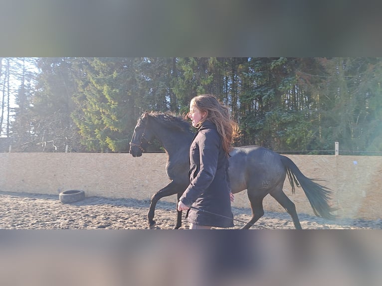 PRE Hengst 4 Jahre 163 cm Rappe in Enkhuizen