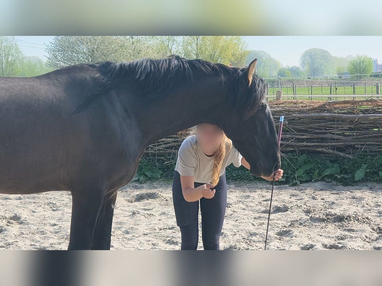 PRE Hengst 4 Jahre 163 cm Rappe in Enkhuizen