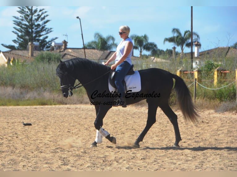 PRE Hengst 4 Jahre 163 cm Rappschimmel in Vejer de la Frontera