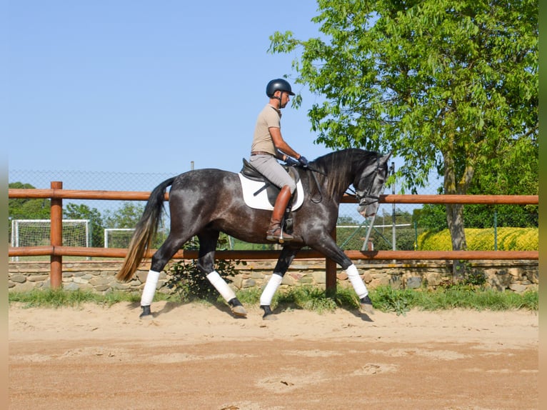 PRE Mix Hengst 4 Jahre 163 cm Schimmel in MatajudaicaMonells