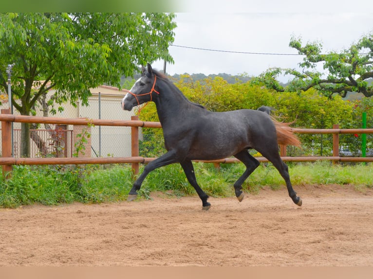 PRE Mix Hengst 4 Jahre 163 cm Schimmel in MatajudaicaMonells