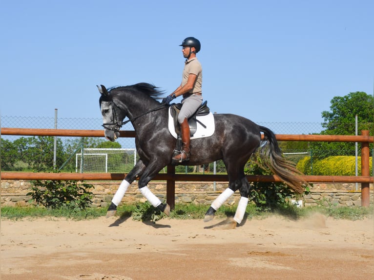 PRE Mix Hengst 4 Jahre 163 cm Schimmel in MatajudaicaMonells
