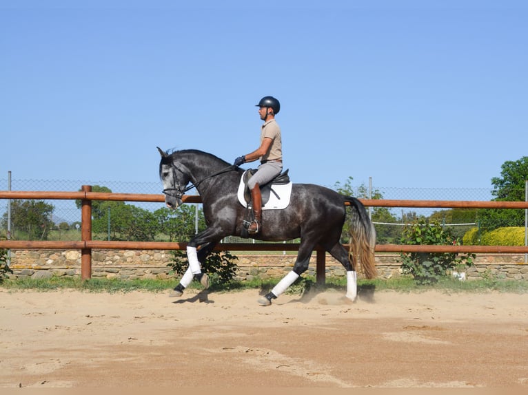 PRE Mix Hengst 4 Jahre 163 cm Schimmel in MatajudaicaMonells
