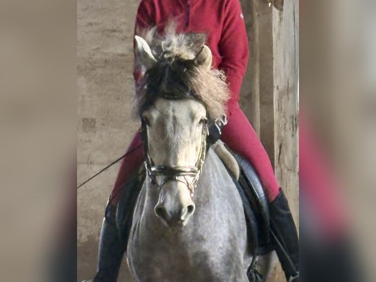 PRE Hengst 4 Jahre 163 cm Schimmel in Wremen