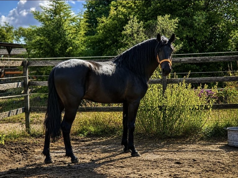 PRE Hengst 4 Jahre 163 cm Schwarzbrauner in Polenz