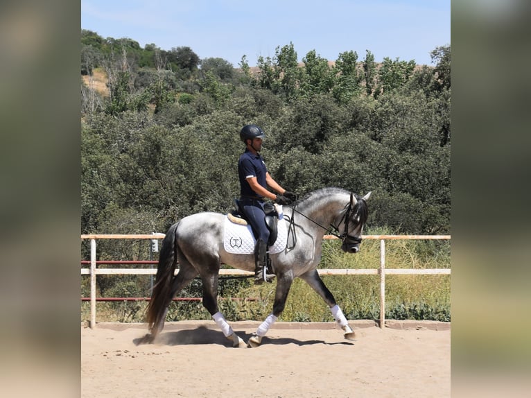 PRE Hengst 4 Jahre 164 cm Apfelschimmel in Sevilla