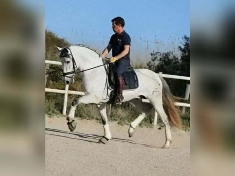 PRE Hengst 4 Jahre 164 cm Apfelschimmel in Sevilla