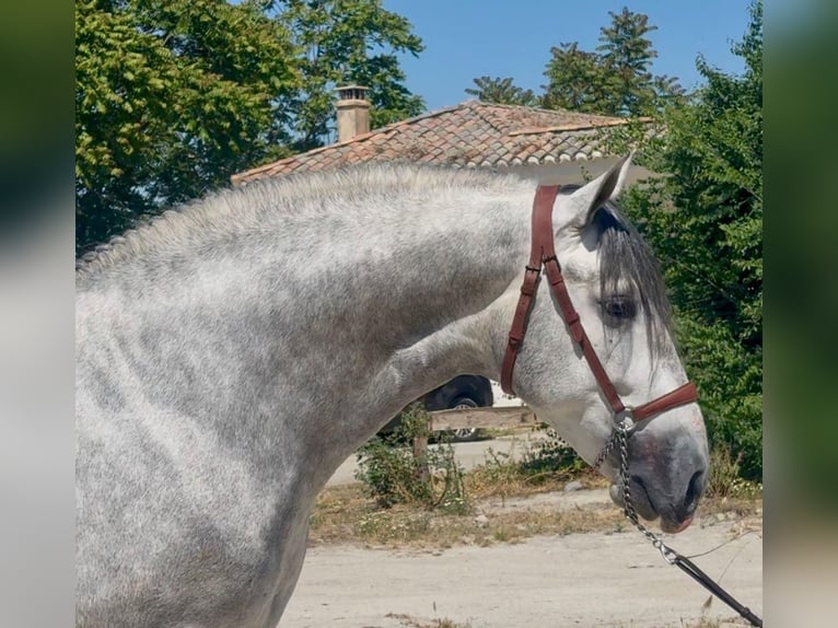 PRE Mix Hengst 4 Jahre 164 cm Apfelschimmel in Martfeld