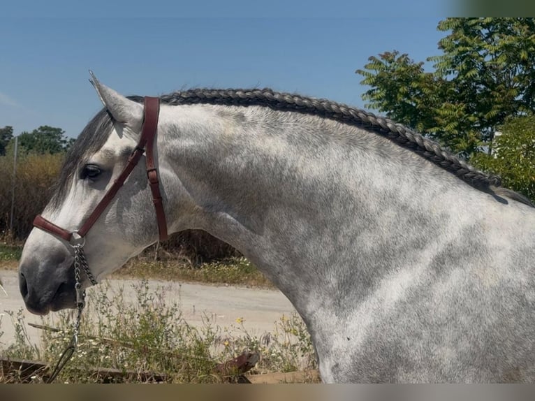 PRE Mix Hengst 4 Jahre 164 cm Apfelschimmel in Martfeld