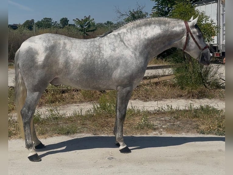 PRE Mix Hengst 4 Jahre 164 cm Apfelschimmel in Valencia