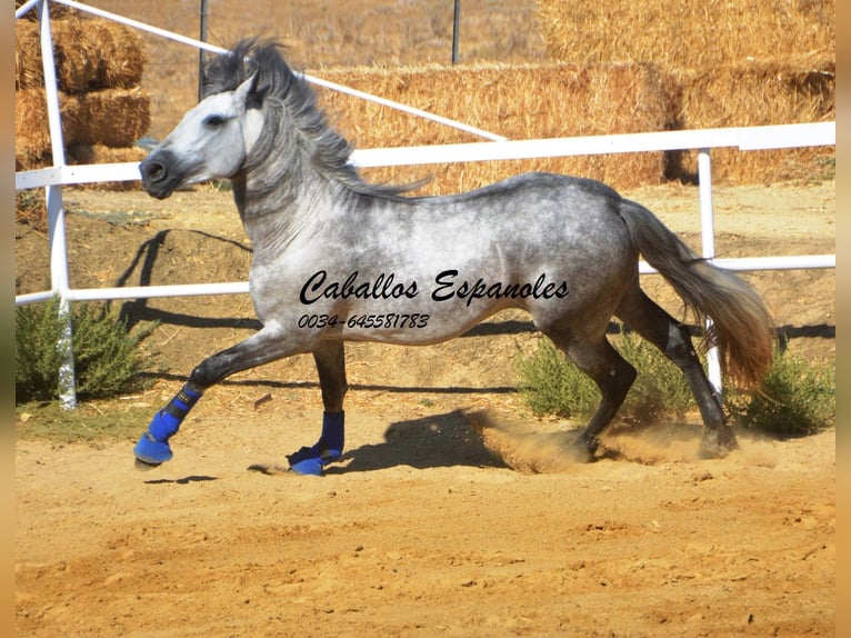 PRE Hengst 4 Jahre 164 cm Apfelschimmel in Vejer de la Frontera