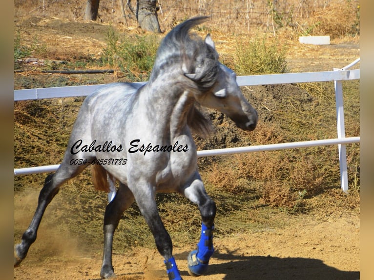 PRE Hengst 4 Jahre 164 cm Apfelschimmel in Vejer de la Frontera