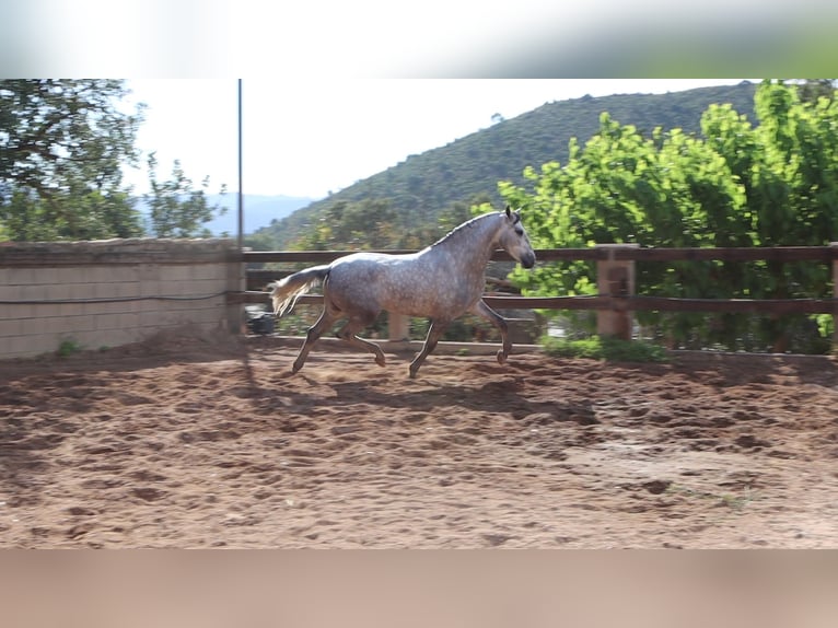PRE Hengst 4 Jahre 164 cm Apfelschimmel in Sagunt/Sagunto
