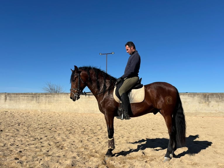 PRE Hengst 4 Jahre 164 cm in Caceres