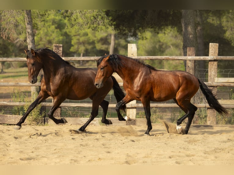 PRE Hengst 4 Jahre 164 cm Brauner in El Catllar