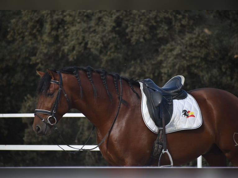 PRE Mix Hengst 4 Jahre 164 cm Brauner in El Real De La Jara