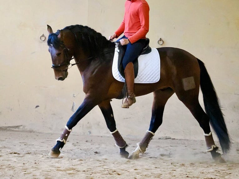 PRE Mix Hengst 4 Jahre 164 cm Brauner in Navas Del Madroño