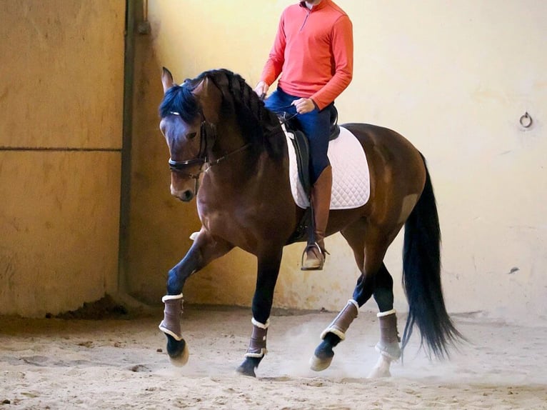 PRE Mix Hengst 4 Jahre 164 cm Brauner in Navas Del Madroño