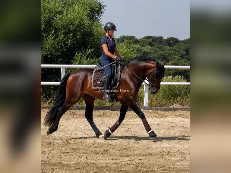 PRE Mix Hengst 4 Jahre 164 cm Brauner in Sevilla