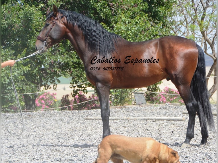 PRE Hengst 4 Jahre 164 cm Brauner in Vejer de la Frontera