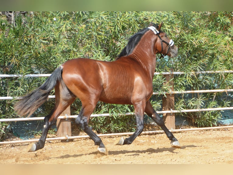 PRE Hengst 4 Jahre 164 cm Brauner in Vejer de la Frontera