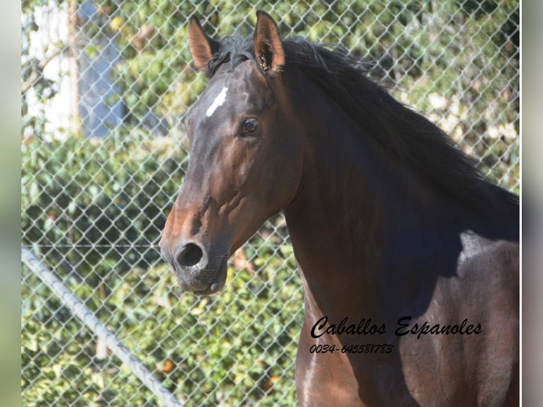 PRE Mix Hengst 4 Jahre 164 cm Brauner in Vejer de la Frontera