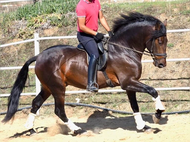 PRE Mix Hengst 4 Jahre 164 cm Brauner in Navas Del Madroño