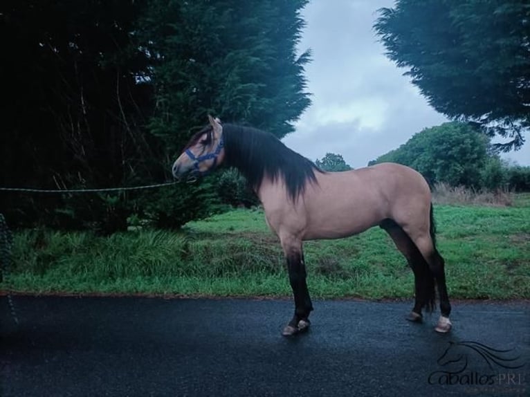 PRE Hengst 4 Jahre 164 cm Buckskin in Galicien