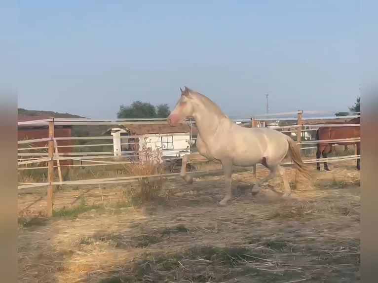 PRE Hengst 4 Jahre 164 cm Cremello in Marbella