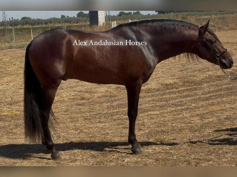 PRE Mix Hengst 4 Jahre 164 cm Dunkelbrauner in Sevilla