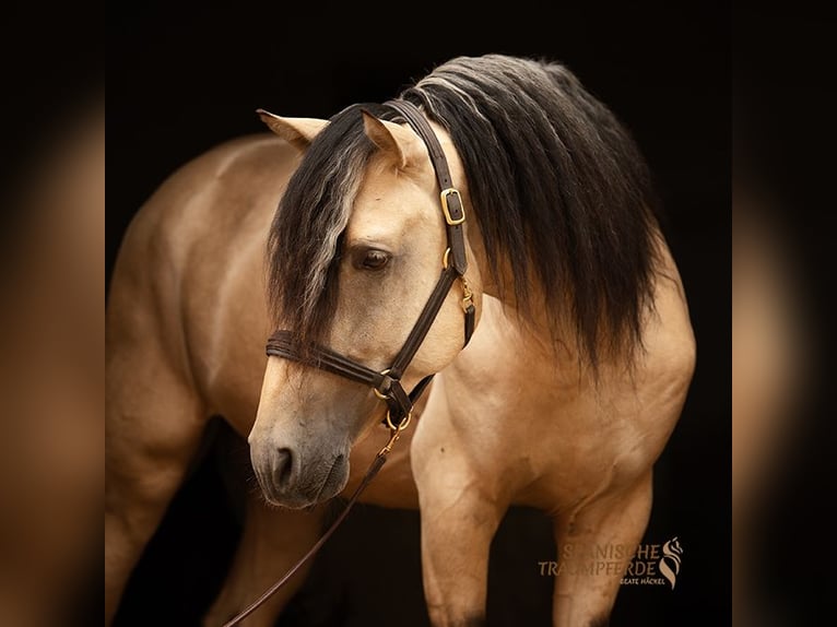PRE Mix Hengst 4 Jahre 164 cm Falbe in Traventhal