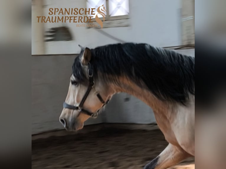 PRE Mix Hengst 4 Jahre 164 cm Falbe in Traventhal