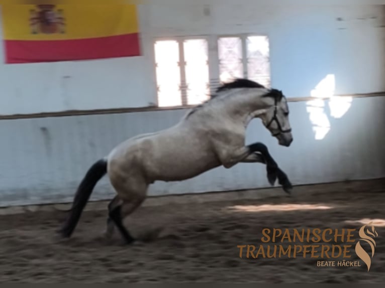 PRE Mix Hengst 4 Jahre 164 cm Falbe in Traventhal