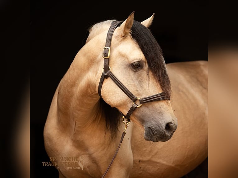 PRE Mix Hengst 4 Jahre 164 cm Falbe in Traventhal