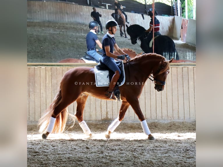 PRE Mix Hengst 4 Jahre 164 cm Fuchs in Santa Perpetua de Mogoda