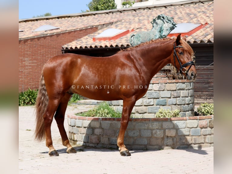 PRE Mix Hengst 4 Jahre 164 cm Fuchs in Santa Perpetua de Mogoda