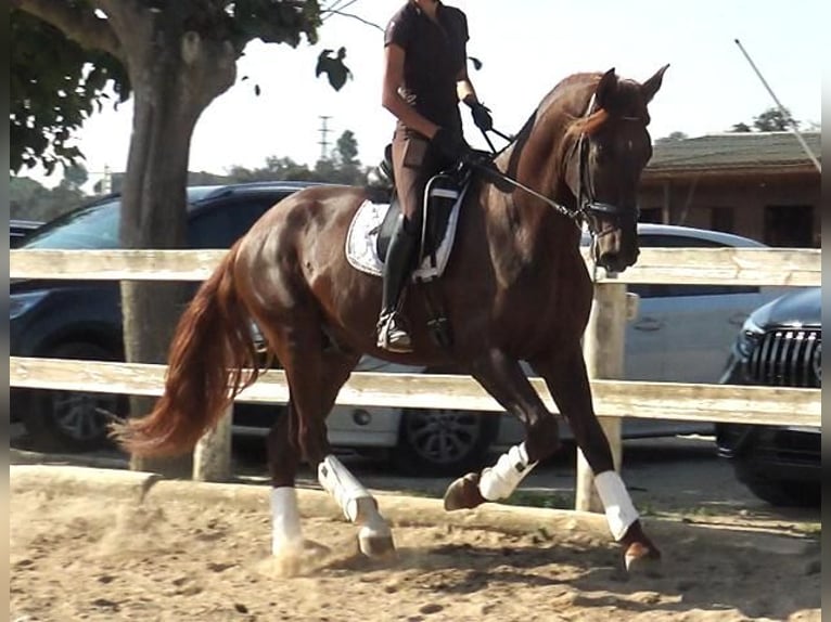 PRE Hengst 4 Jahre 164 cm Fuchs in Barcelona