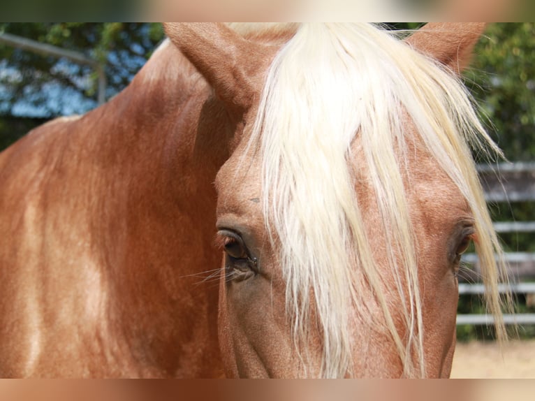 PRE Hengst 4 Jahre 164 cm Palomino in Kirn