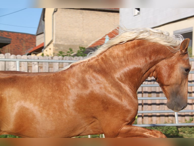 PRE Mix Hengst 4 Jahre 164 cm Palomino in Kirn