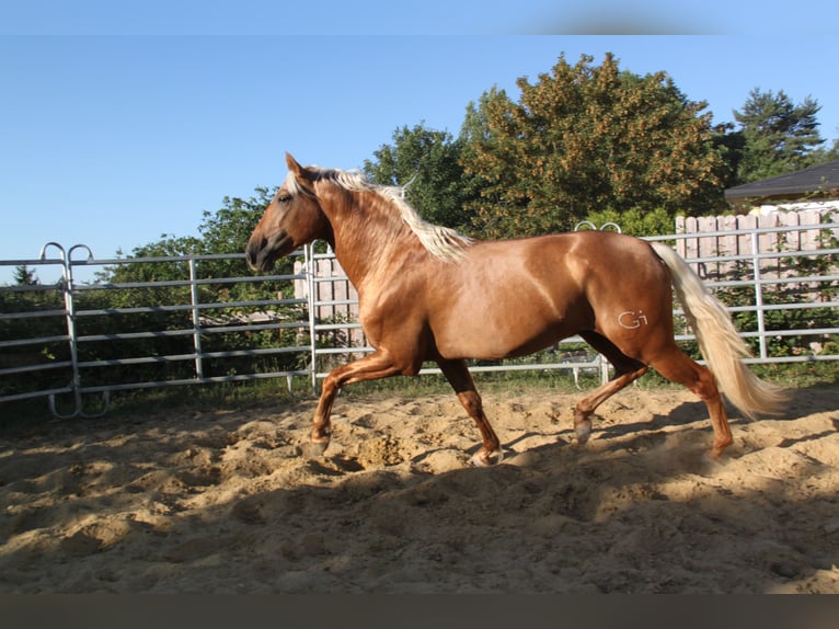 PRE Hengst 4 Jahre 164 cm Palomino in Kirn