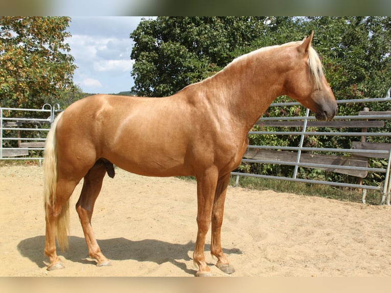 PRE Hengst 4 Jahre 164 cm Palomino in Kirn