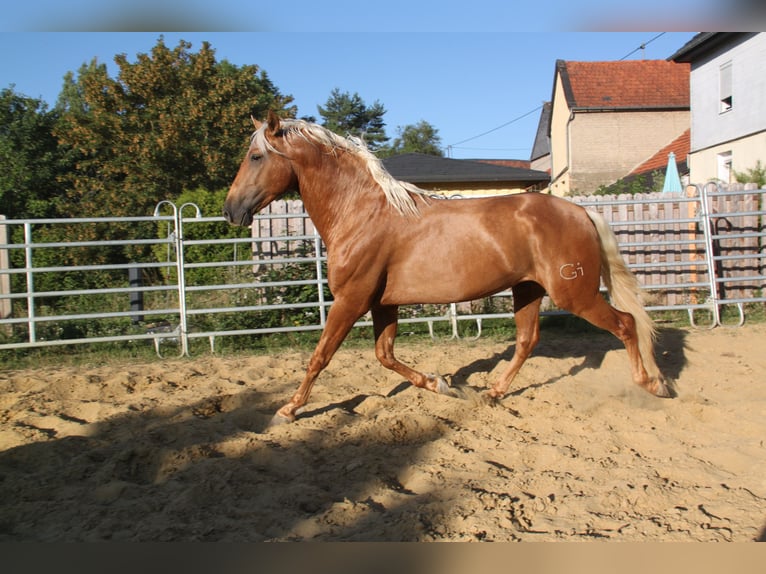PRE Mix Hengst 4 Jahre 164 cm Palomino in Kirn