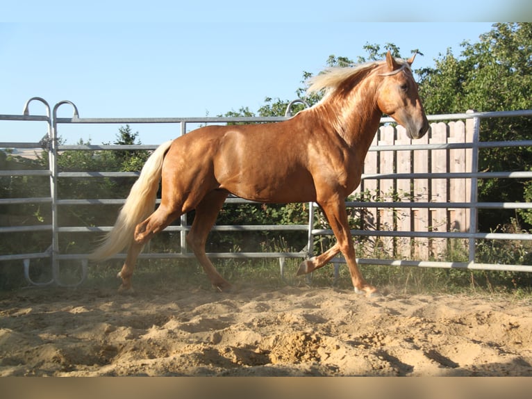 PRE Hengst 4 Jahre 164 cm Palomino in Kirn