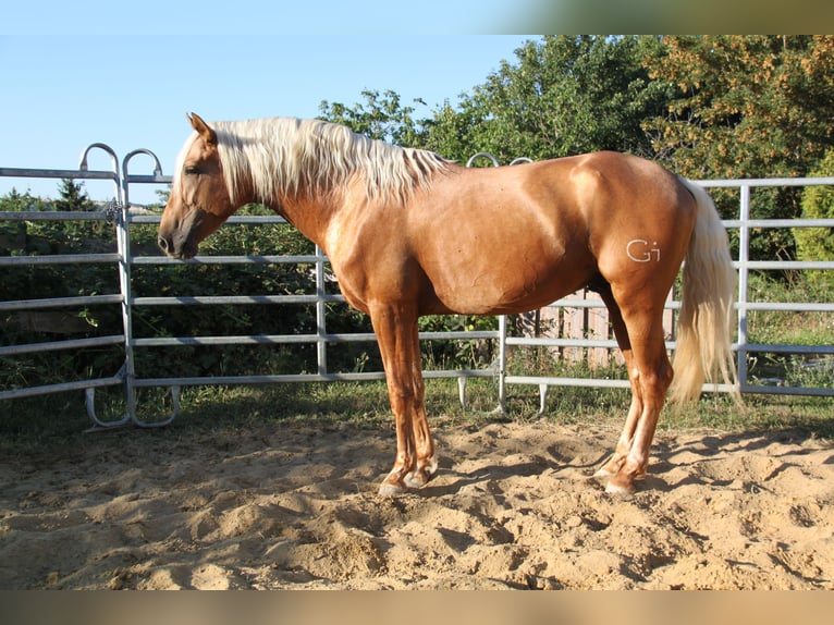 PRE Mix Hengst 4 Jahre 164 cm Palomino in Kirn