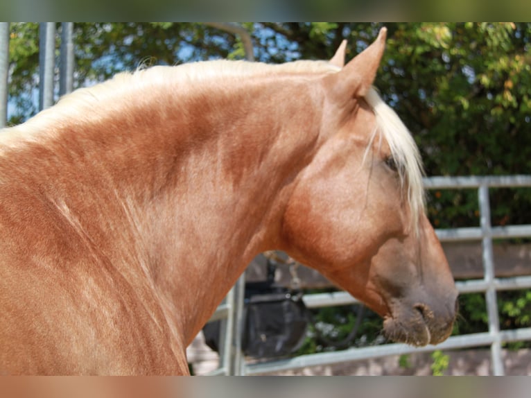 PRE Hengst 4 Jahre 164 cm Palomino in Kirn