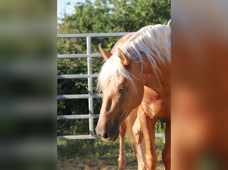 PRE Hengst 4 Jahre 164 cm Palomino in Kirn